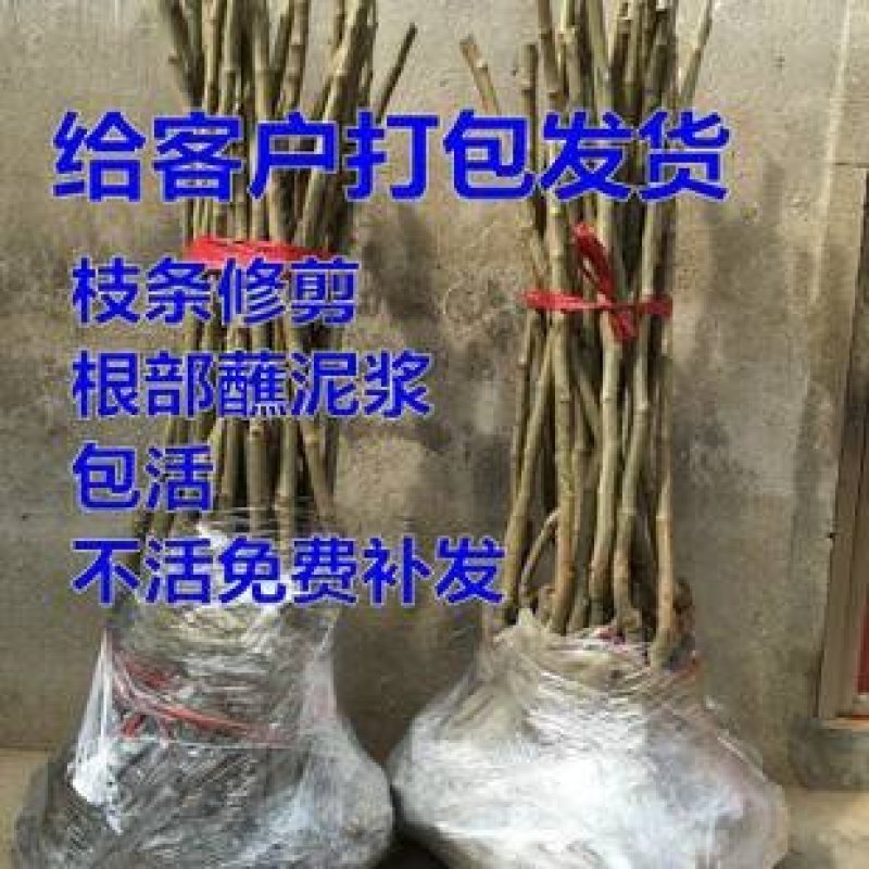 大红袍板栗苗品种纯根系旺盛易成活产量高包邮