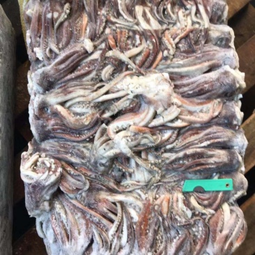 鱿鱼头