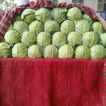 精品甘蓝批发包菜圆白菜货量巨大日供20万斤