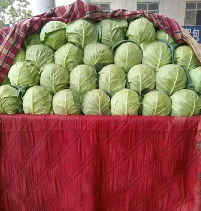 精品甘蓝批发包菜圆白菜货量巨大日供20万斤
