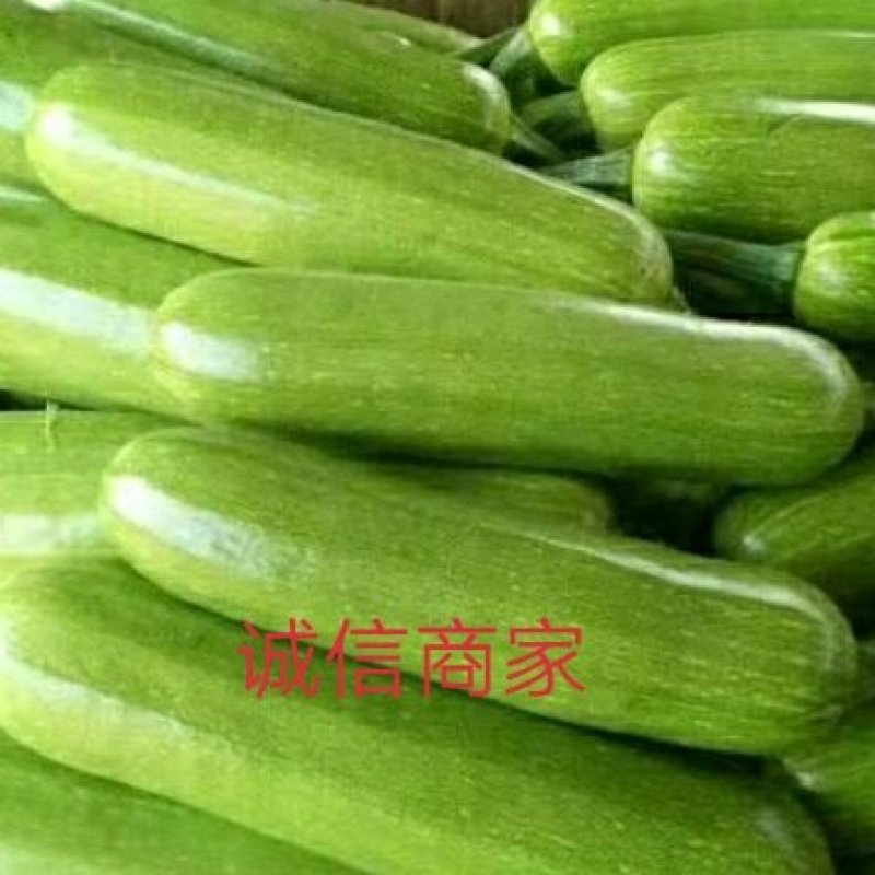 西葫芦角瓜产地直发一手货源充足欢迎咨询