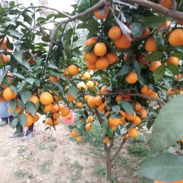 黄果柑大量上市