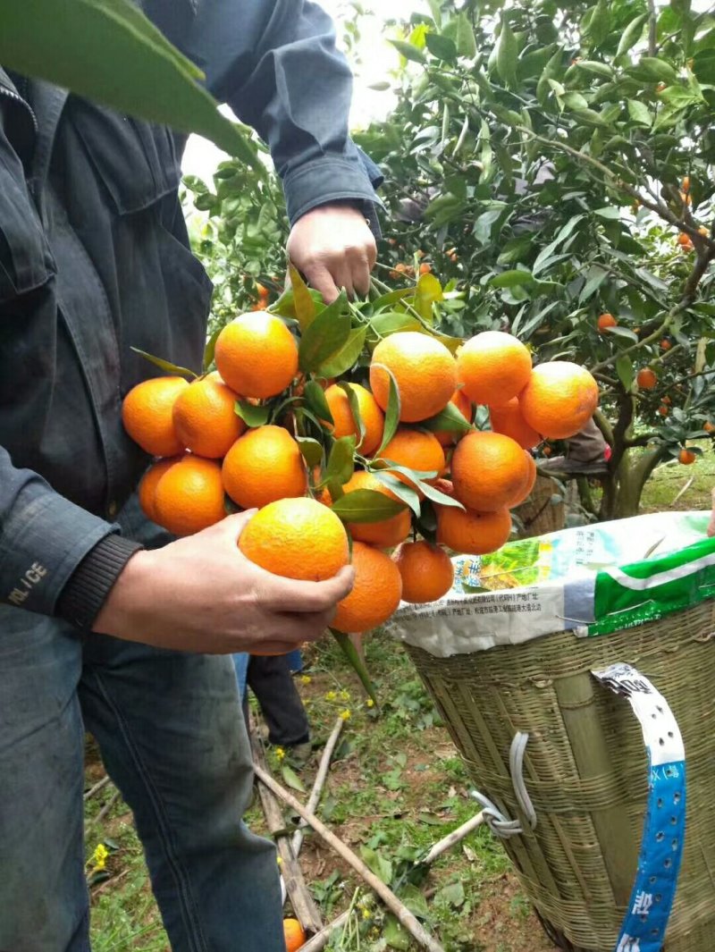 黄果柑大量上市