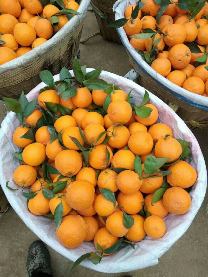 黄果柑大量上市