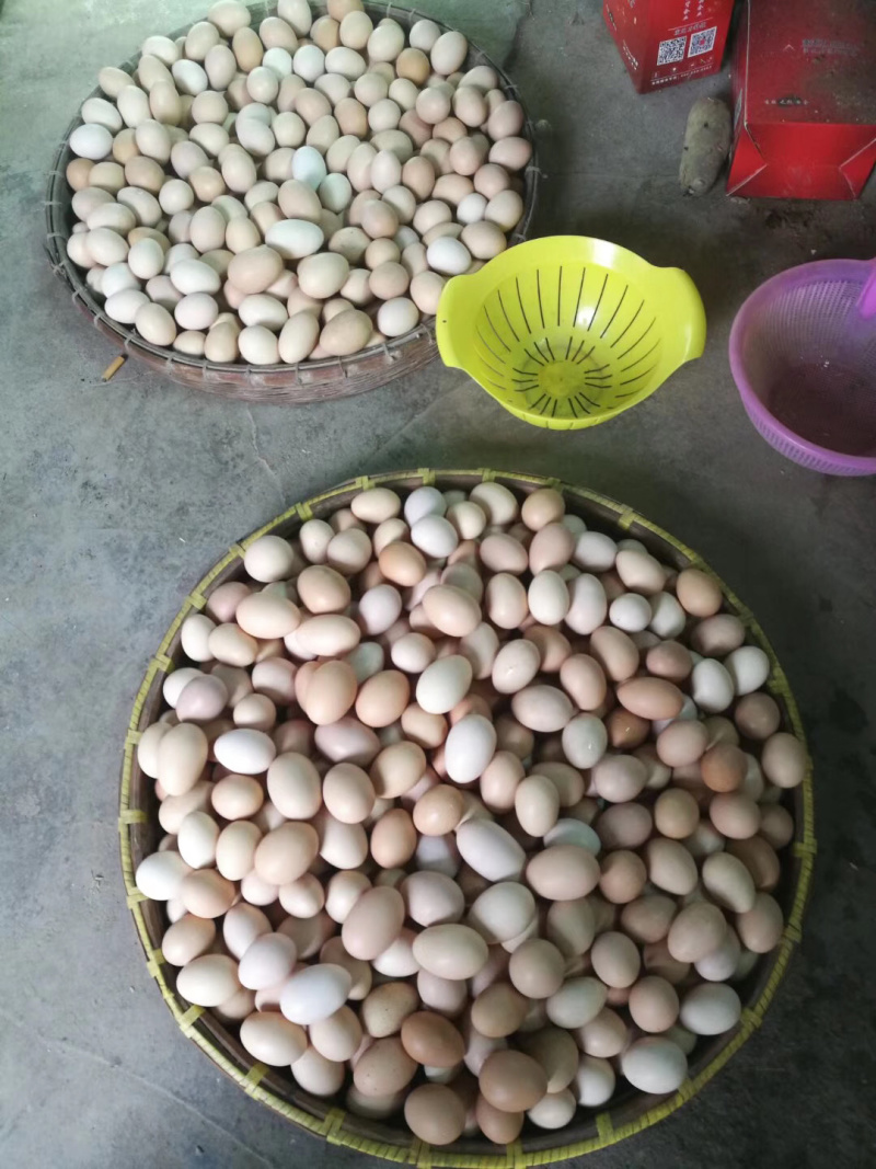 正宗桑树园土鸡蛋批发欢迎您的光临