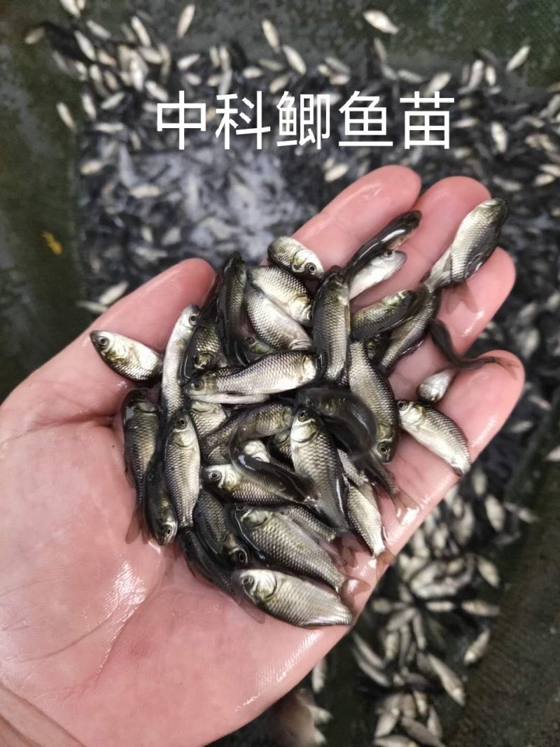 中科鲫鱼，银鲫，湘云鲫，水花(量大从优)全程技术跟进