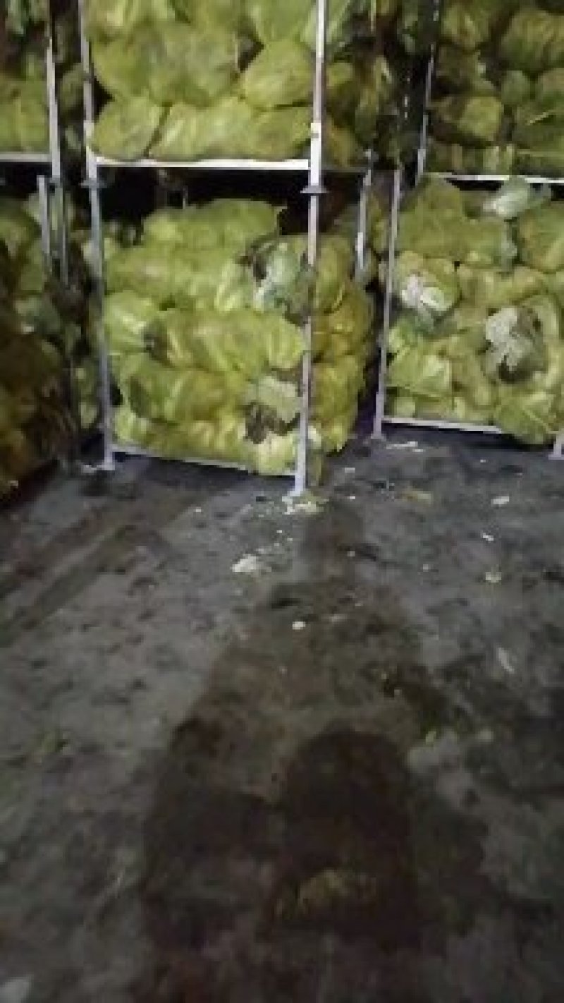 产地直销黄心白菜，品质好价格低廉，黄心叶绿帮薄，口感甜嫩