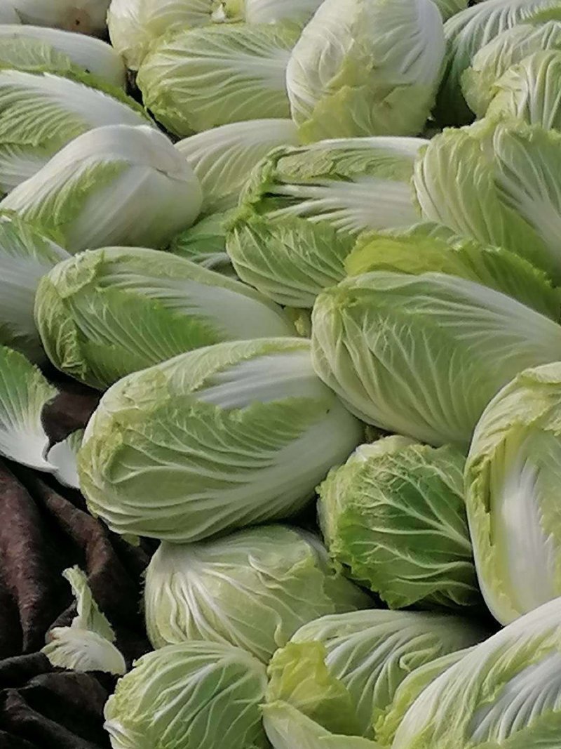 产地直销黄心白菜，品质好价格低廉，黄心叶绿帮薄，口感甜嫩