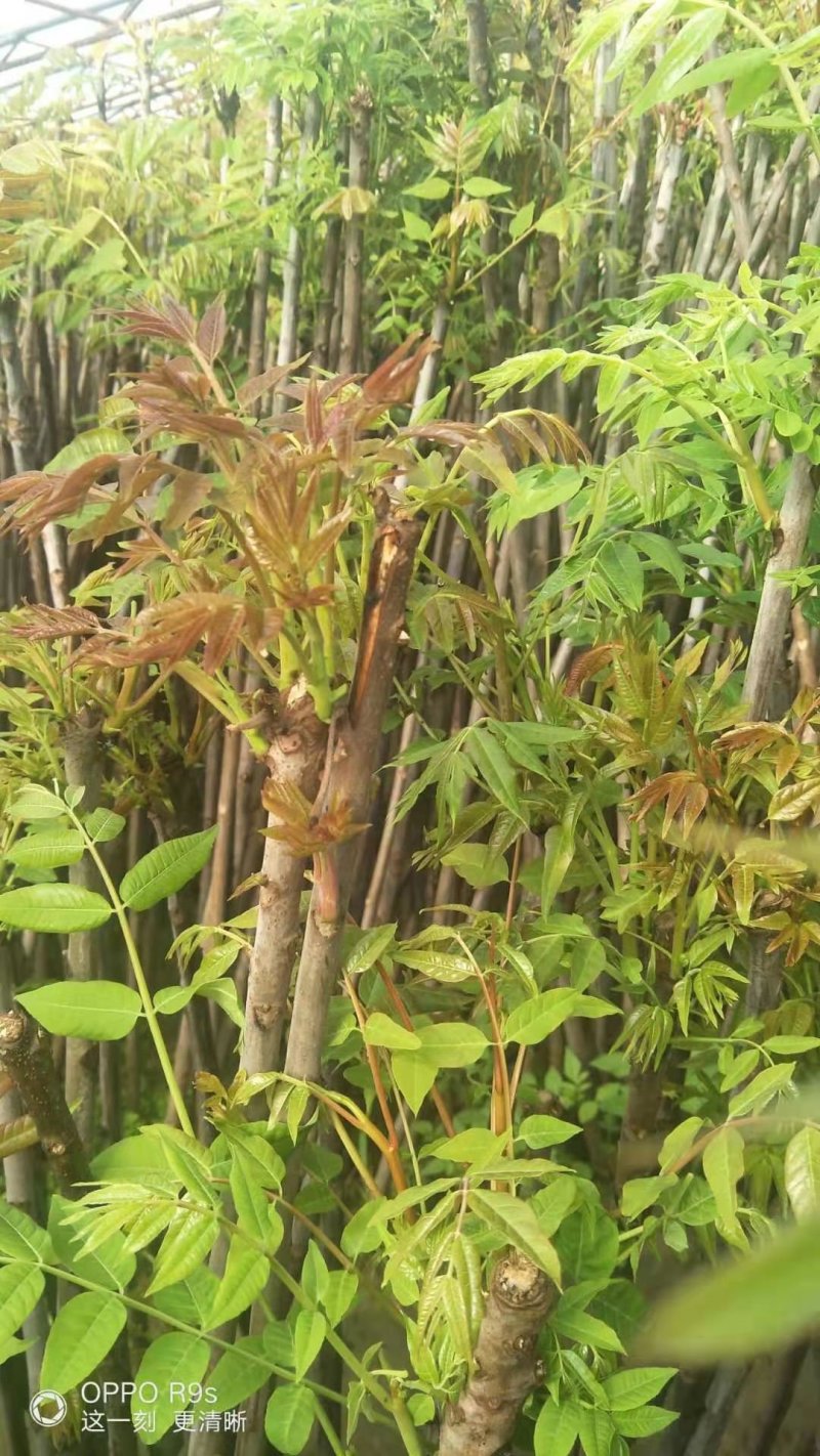 大量香椿上市