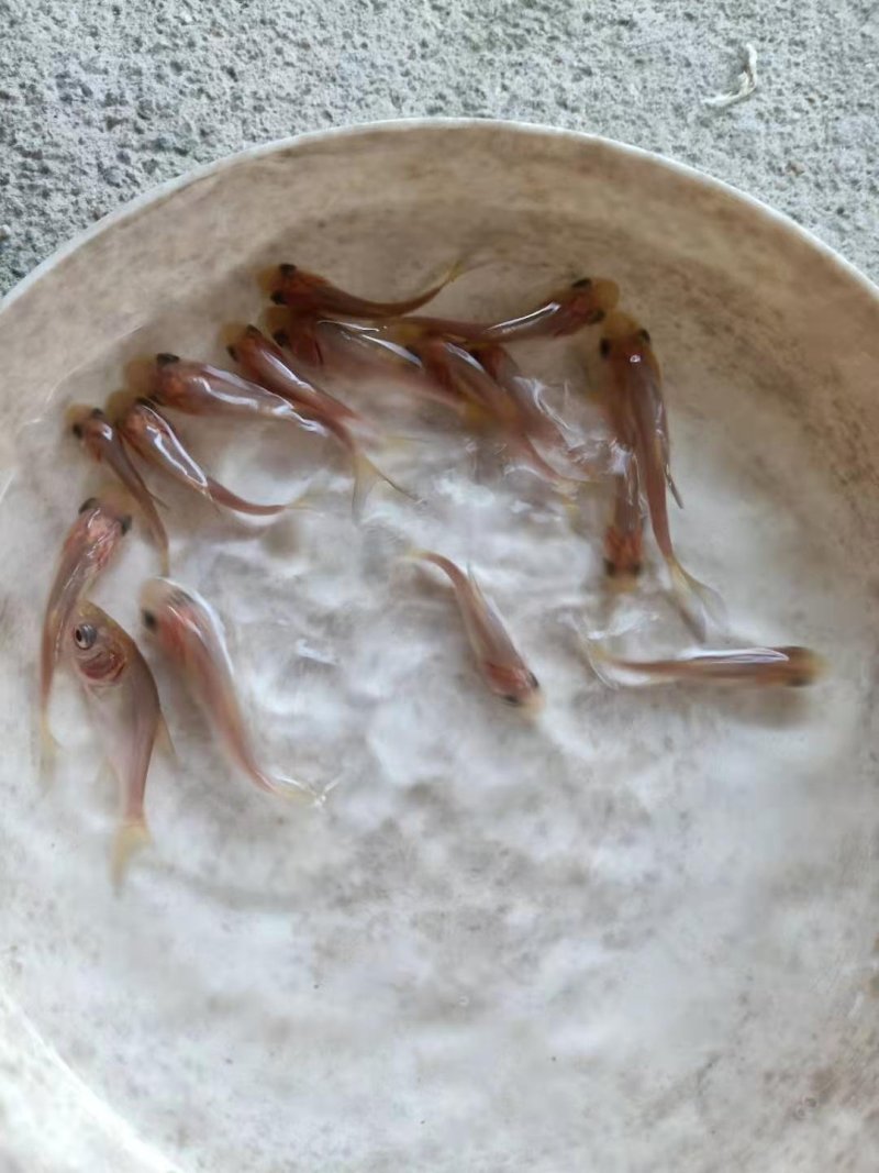 俄罗斯金大头鱼(量大从优)