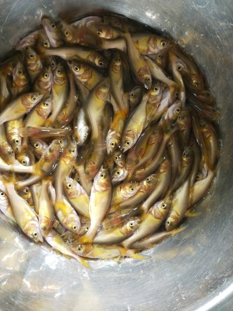 俄罗斯金大头鱼(量大从优)