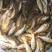 俄罗斯金大头鱼(量大从优)