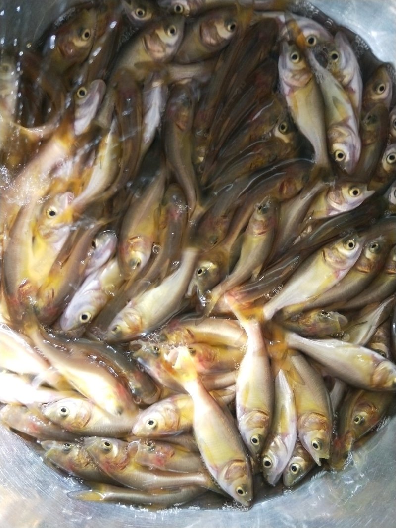 俄罗斯金大头鱼(量大从优)