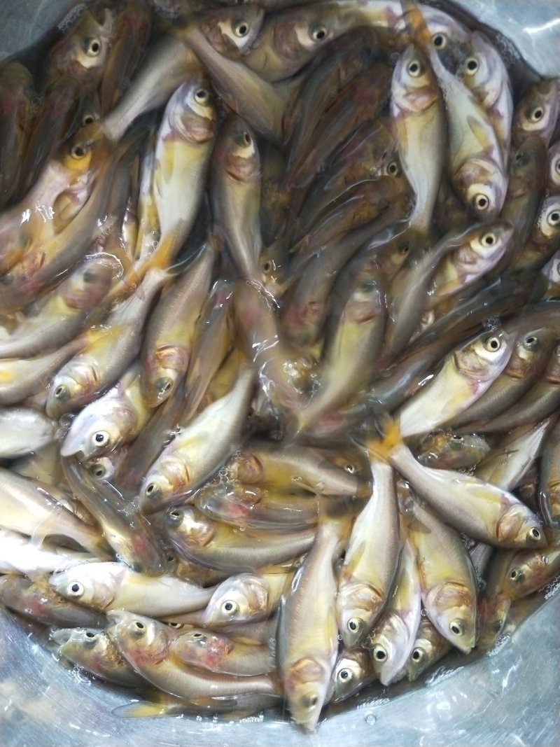 俄罗斯金大头鱼(量大从优)
