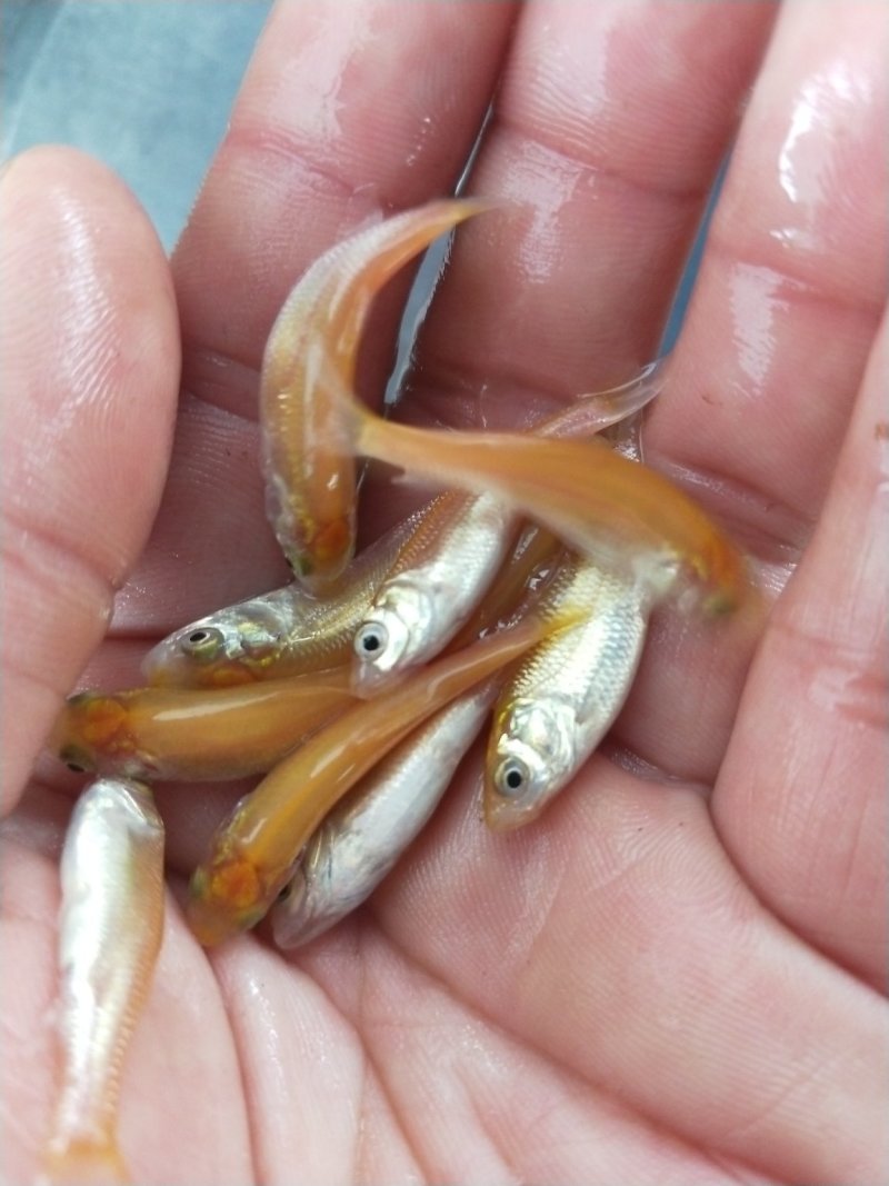 俄罗斯金草鱼鱼苗(量大从优)全程技术指导跟进