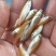 俄罗斯金草鱼鱼苗(量大从优)全程技术指导跟进