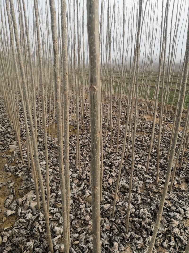 大量出售107速生杨/107速生杨价格，山东107速生杨