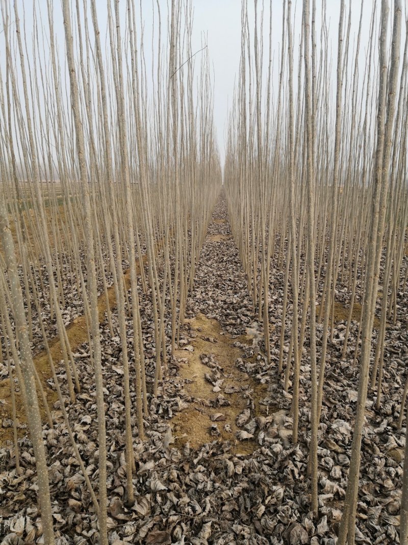 大量出售107速生杨/107速生杨价格，山东107速生杨