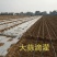 【蔬菜膜下专用】滴灌带，贴片式滴灌带，大棚用单双孔滴灌带