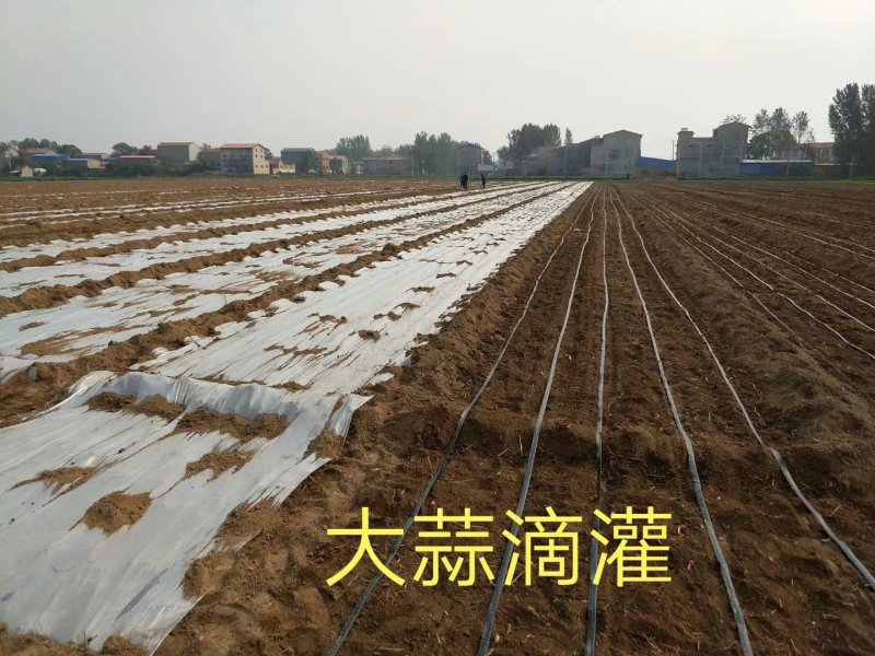 【蔬菜膜下专用】滴灌带，贴片式滴灌带，大棚用单双孔滴灌带