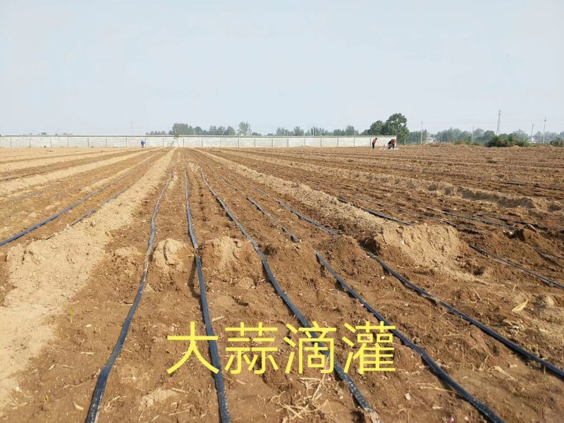 【蔬菜膜下专用】滴灌带，贴片式滴灌带，大棚用单双孔滴灌带