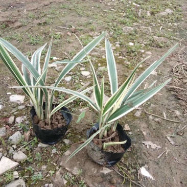 山管兰，银边山管兰，常年供应山管兰五斤袋