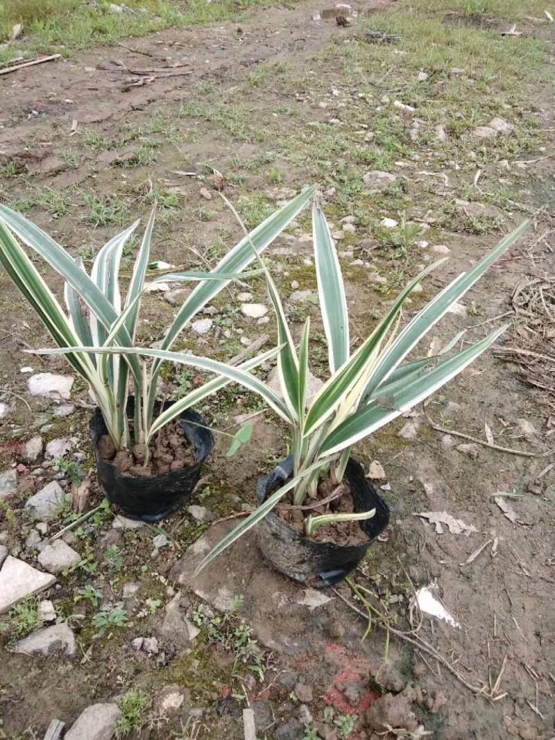 山管兰，银边山管兰，常年供应山管兰五斤袋
