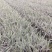 山管兰，银边山管兰，常年供应山管兰五斤袋