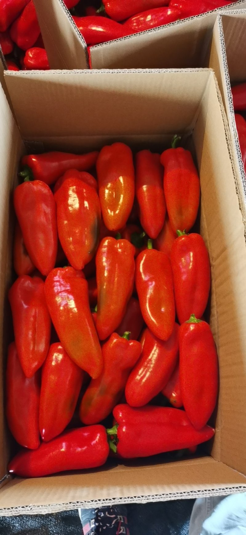 大棚红甜椒，个大皮厚