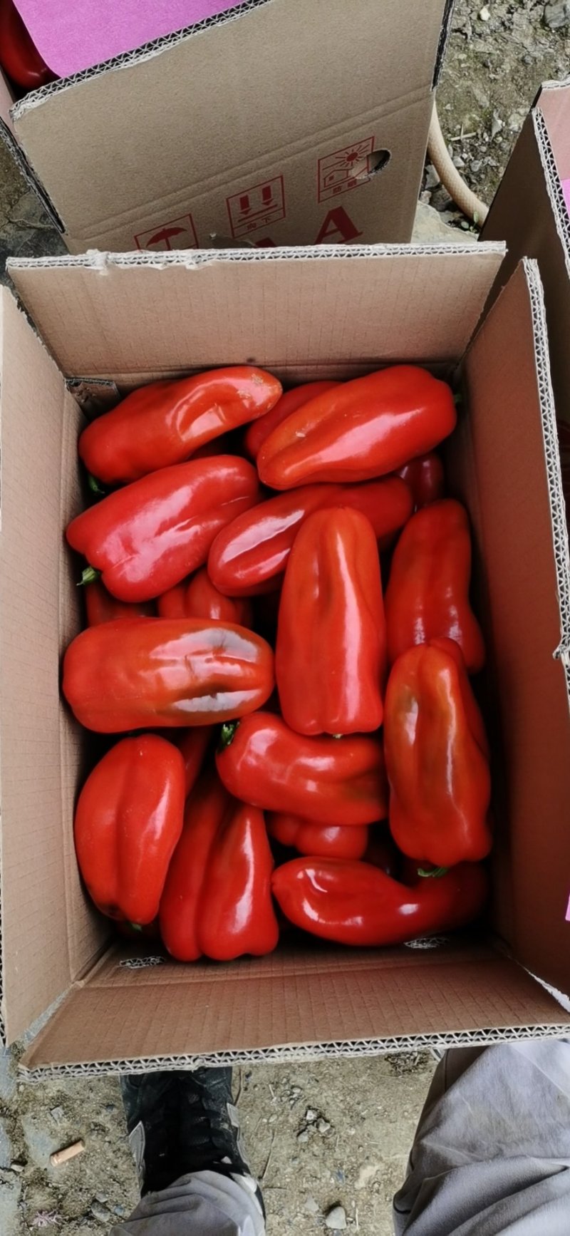 大棚红甜椒，个大皮厚