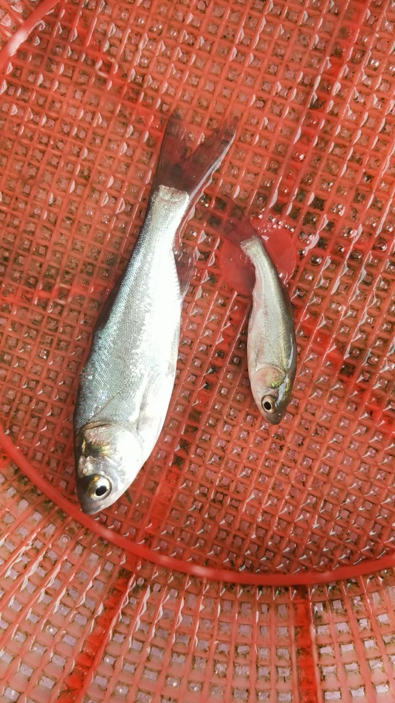 白鲢鱼苗(扁鱼)量大从优，全程提供技术指导跟进
