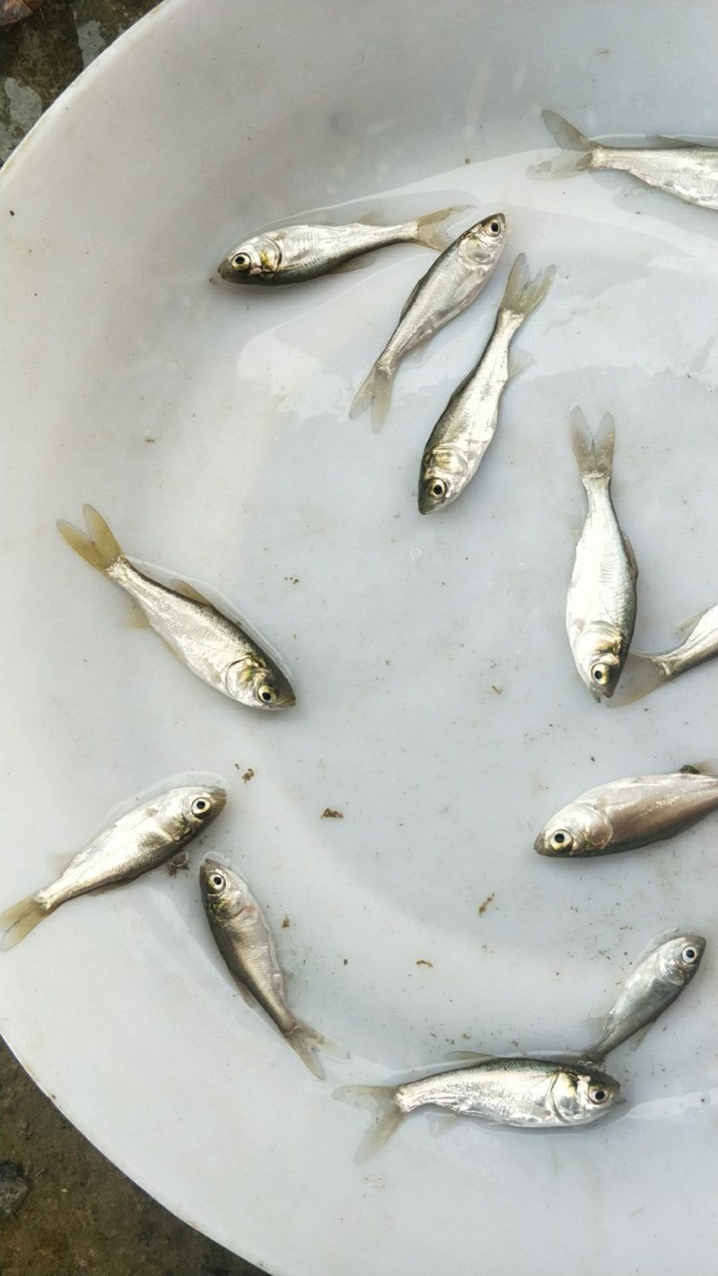 白鲢鱼苗(扁鱼)量大从优，全程提供技术指导跟进