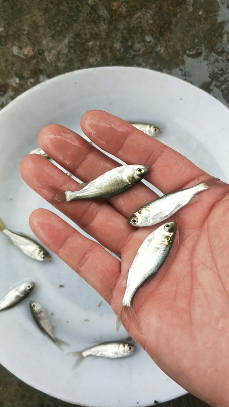 白鲢鱼苗(扁鱼)量大从优，全程提供技术指导跟进