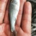 白鲢鱼苗(扁鱼)量大从优,全程提供技术指导跟进