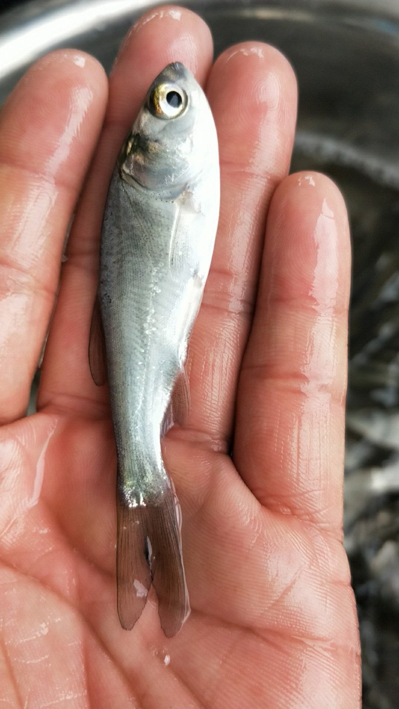 白鲢鱼苗(扁鱼)量大从优，全程提供技术指导跟进