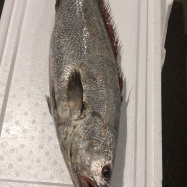 海捕大鳘鱼/灰鳘/灰米鱼/