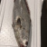 海捕大鳘鱼/灰鳘/灰米鱼/