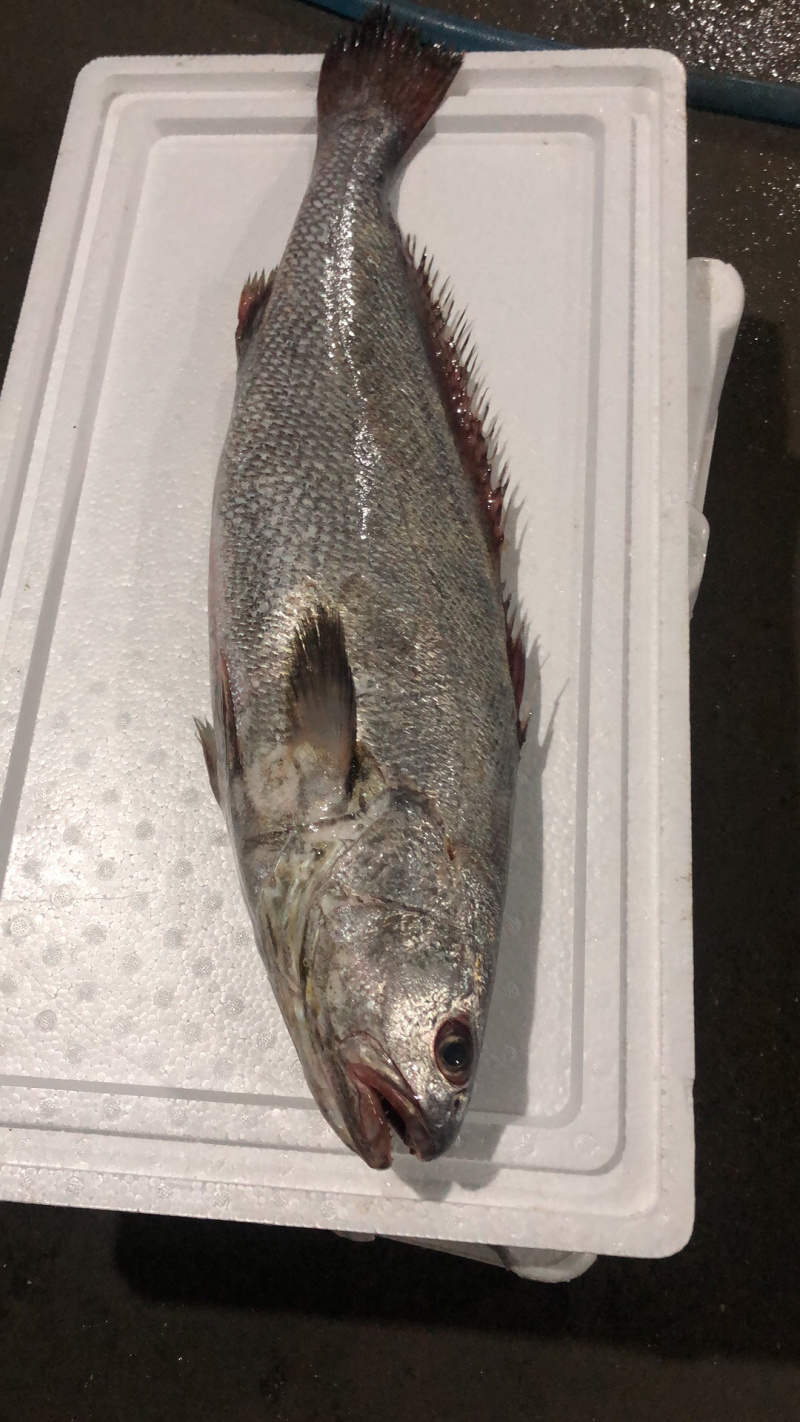 海捕大鳘鱼/灰鳘/灰米鱼/