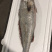 海捕大鳘鱼/灰鳘/灰米鱼/