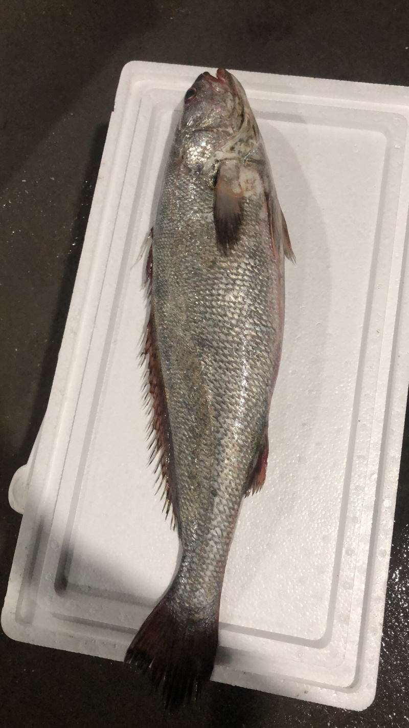 海捕大鳘鱼/灰鳘/灰米鱼/