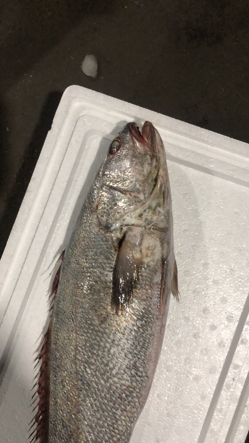 海捕大鳘鱼/灰鳘/灰米鱼/