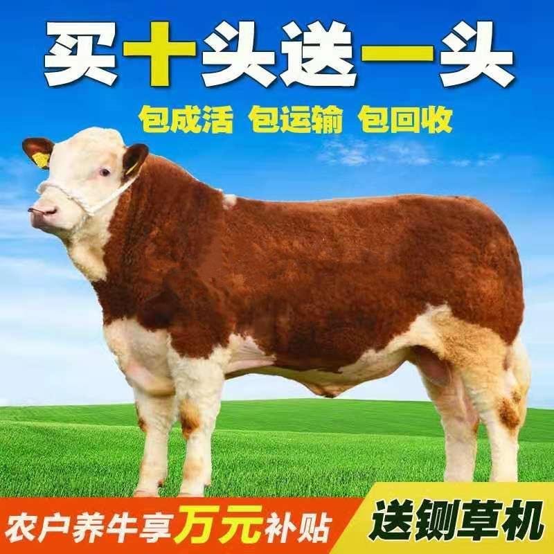 牛犊改良鲁西黄牛牛犊品种包纯价格优惠货到付款