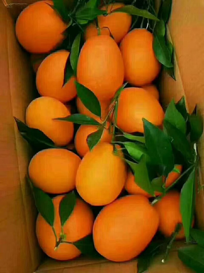奉节脐橙