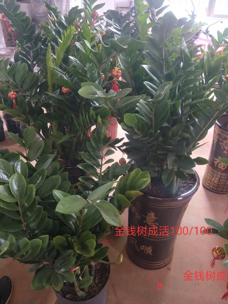 海口基地批发金钱树盆栽（泰博）统货长年发货65公分高
