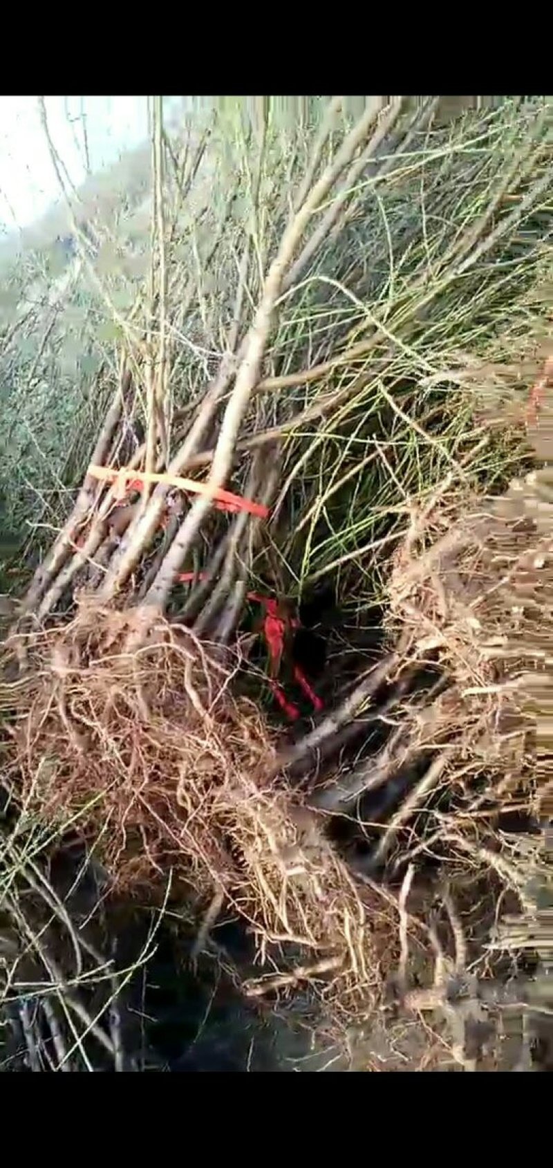 桃树苗，晚熟桃树苗，早熟桃苗产地直销