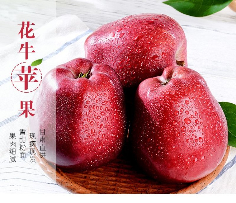 一县一品礼县花牛苹果10斤新鲜应季水果蛇果新鲜苹果包邮