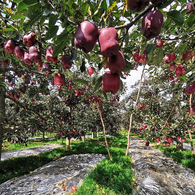 一县一品礼县花牛苹果10斤新鲜应季水果蛇果新鲜苹果包邮