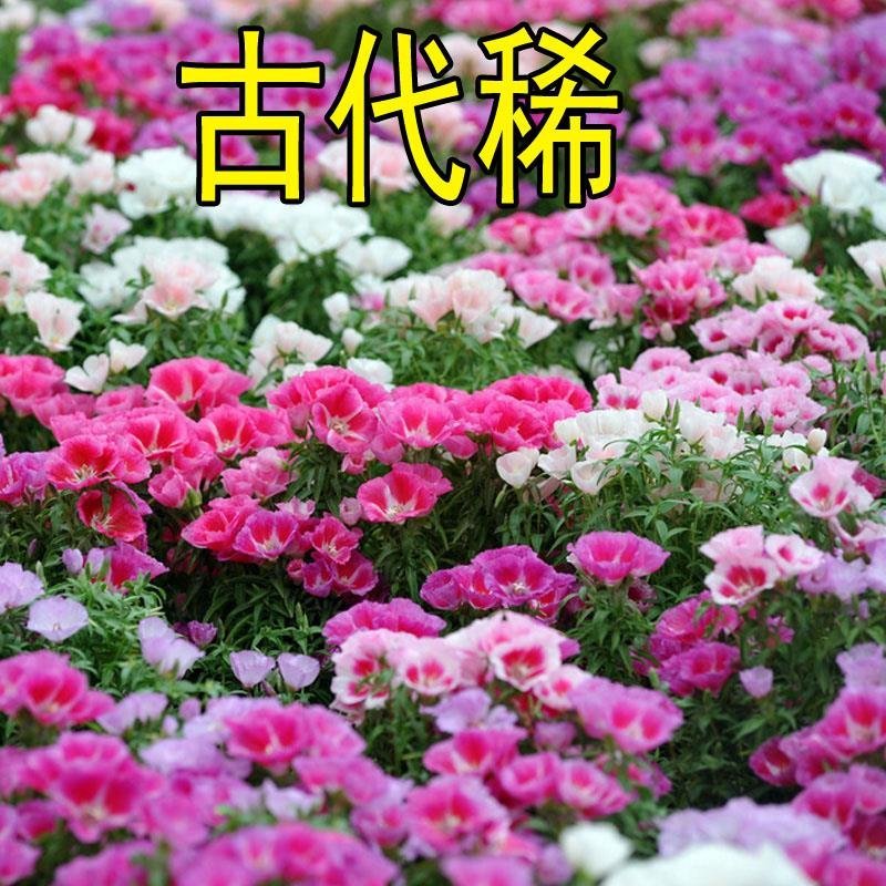 古代稀种子送春花晚春锦花园花坛花境播种栽培常见品种