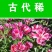 古代稀种子送春花晚春锦花园花坛花境播种栽培常见品种