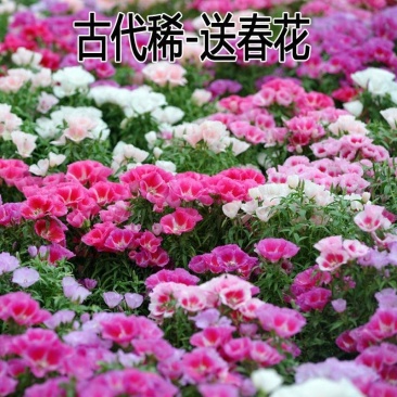 古代稀种子送春花晚春锦花园花坛花境播种栽培常见品种